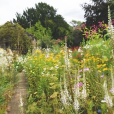 Wildflowers in wildflower garden alongside garden path