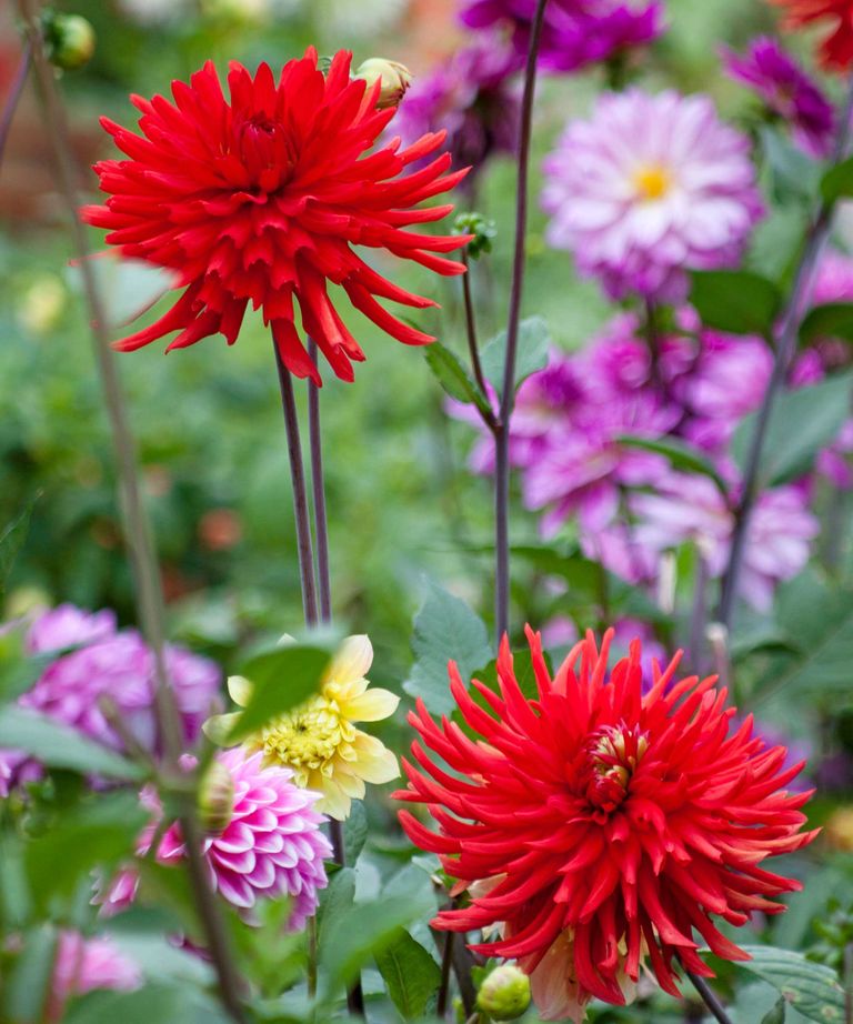 How To Grow Dahlias In Pots Expert Tips For Containers Homes And Gardens