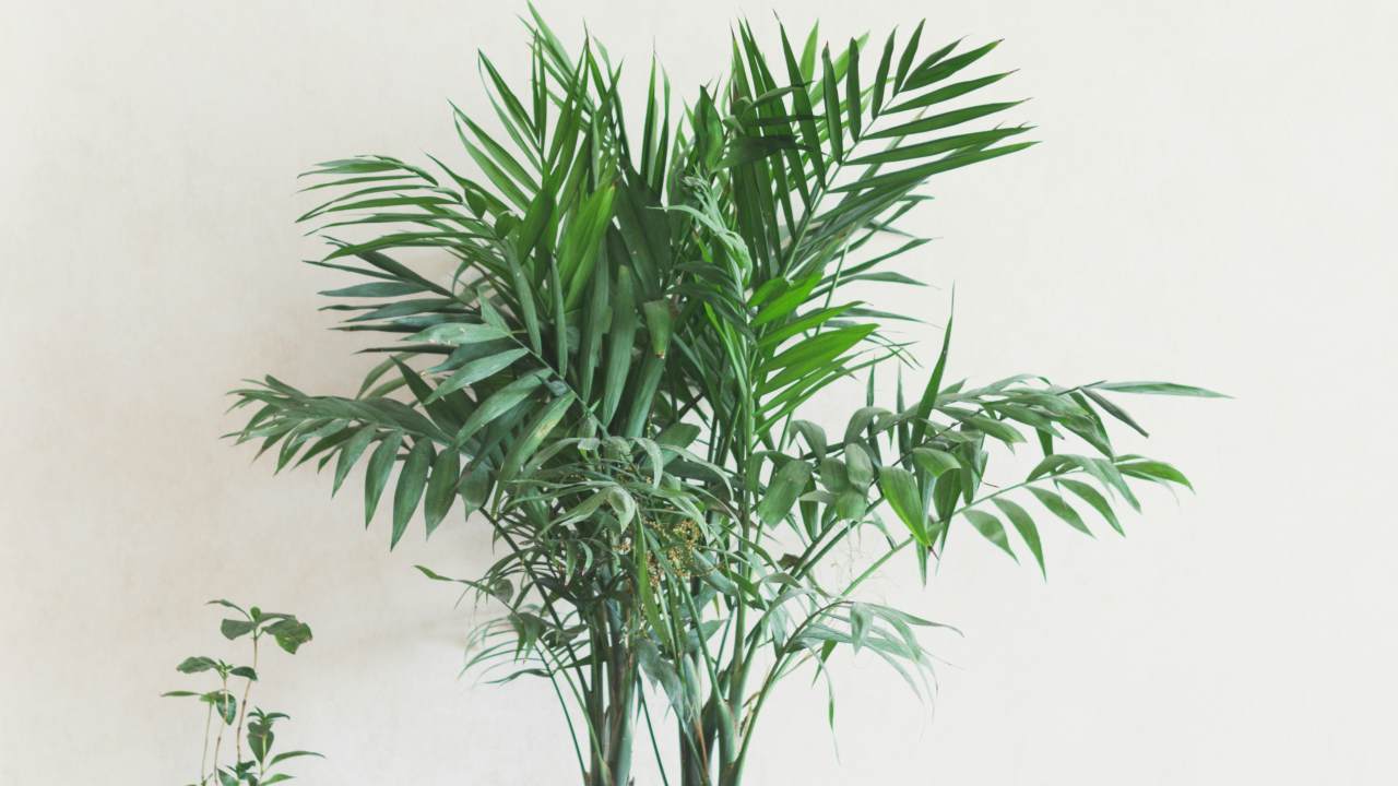 Cooling houseplants