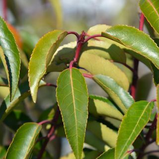 Portuguese laurel hedging plant