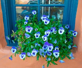 window box filled with blue pansies
