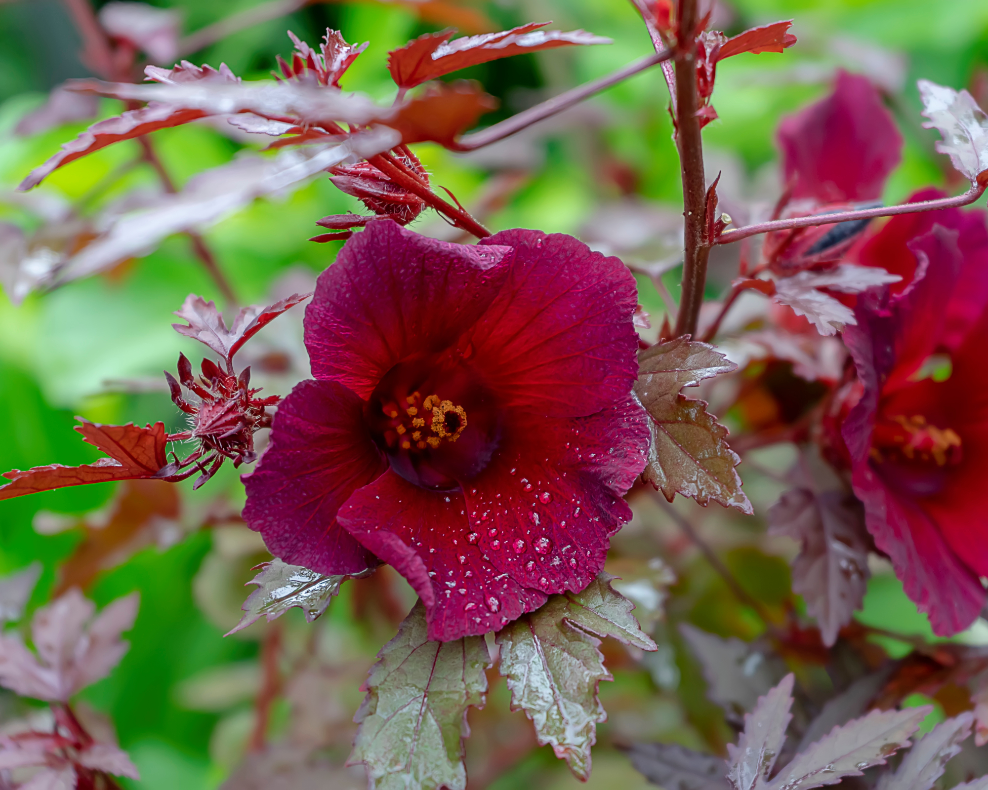 Cranberry hibiscus bloom in garden