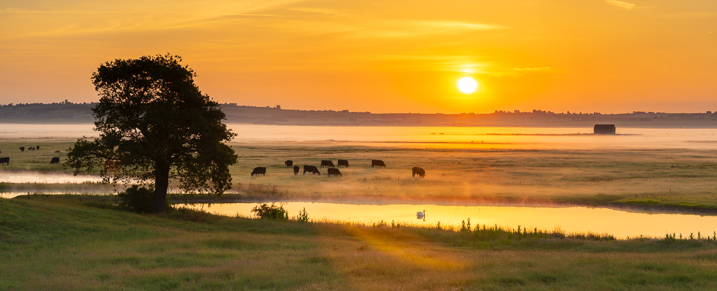 A golden sunrise over Elmley's grazing marsh, with a lone tree, cattle, a swan on the water and mist drifting across the fields.