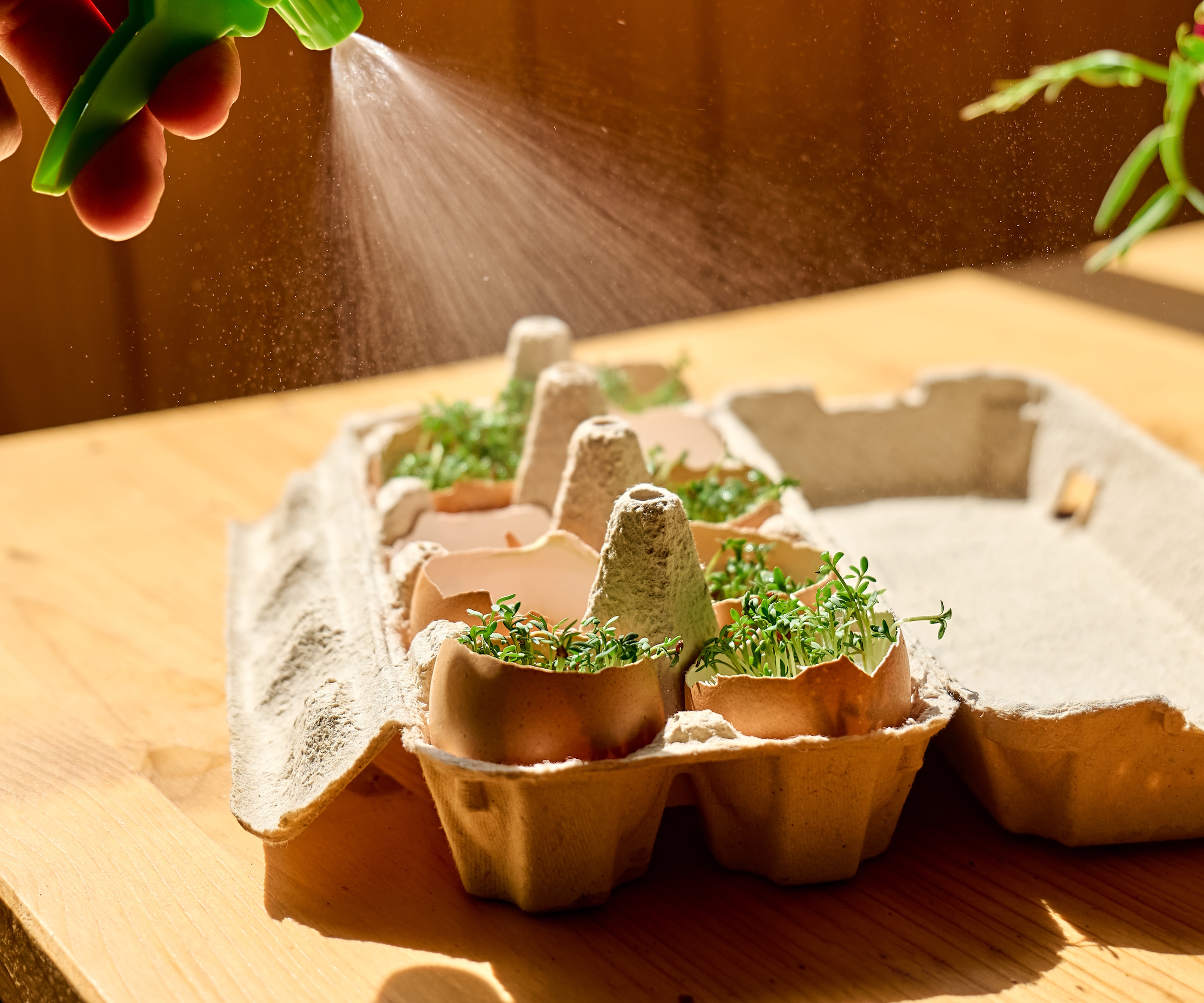 Eggshell pots with microgreens