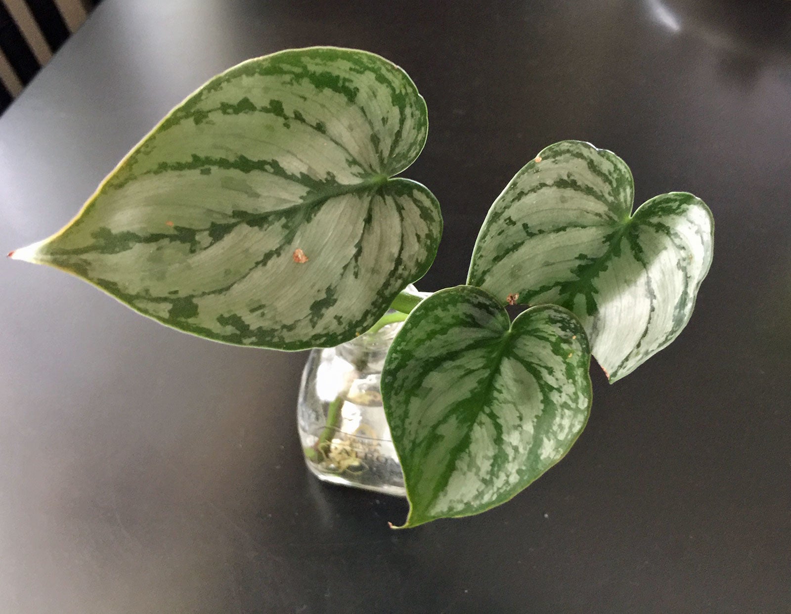 4” Silver leaf philodendrons (Philodendron brandtianum) – Angie's Planties