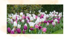  picture of tulips in flower bed during April bloom