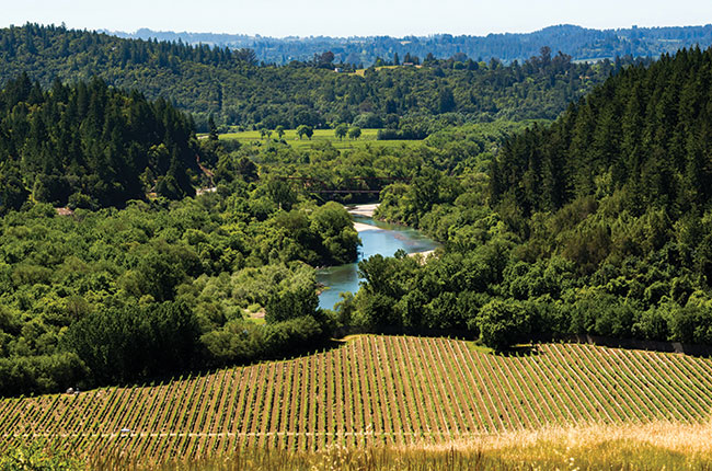 MacMurray Estate Vineyard