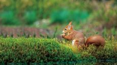A red squirrel eating a nut