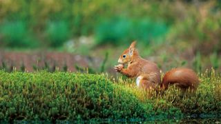 A red squirrel eating a nut