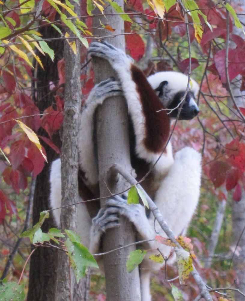 Leaping Lemurs! Amazing Primates Roam North Carolina Live Science