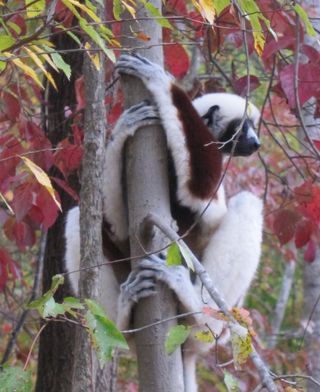 Sifaka lemur at Duke