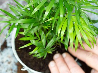 repotting parlor palm to rescue it from waterlogging