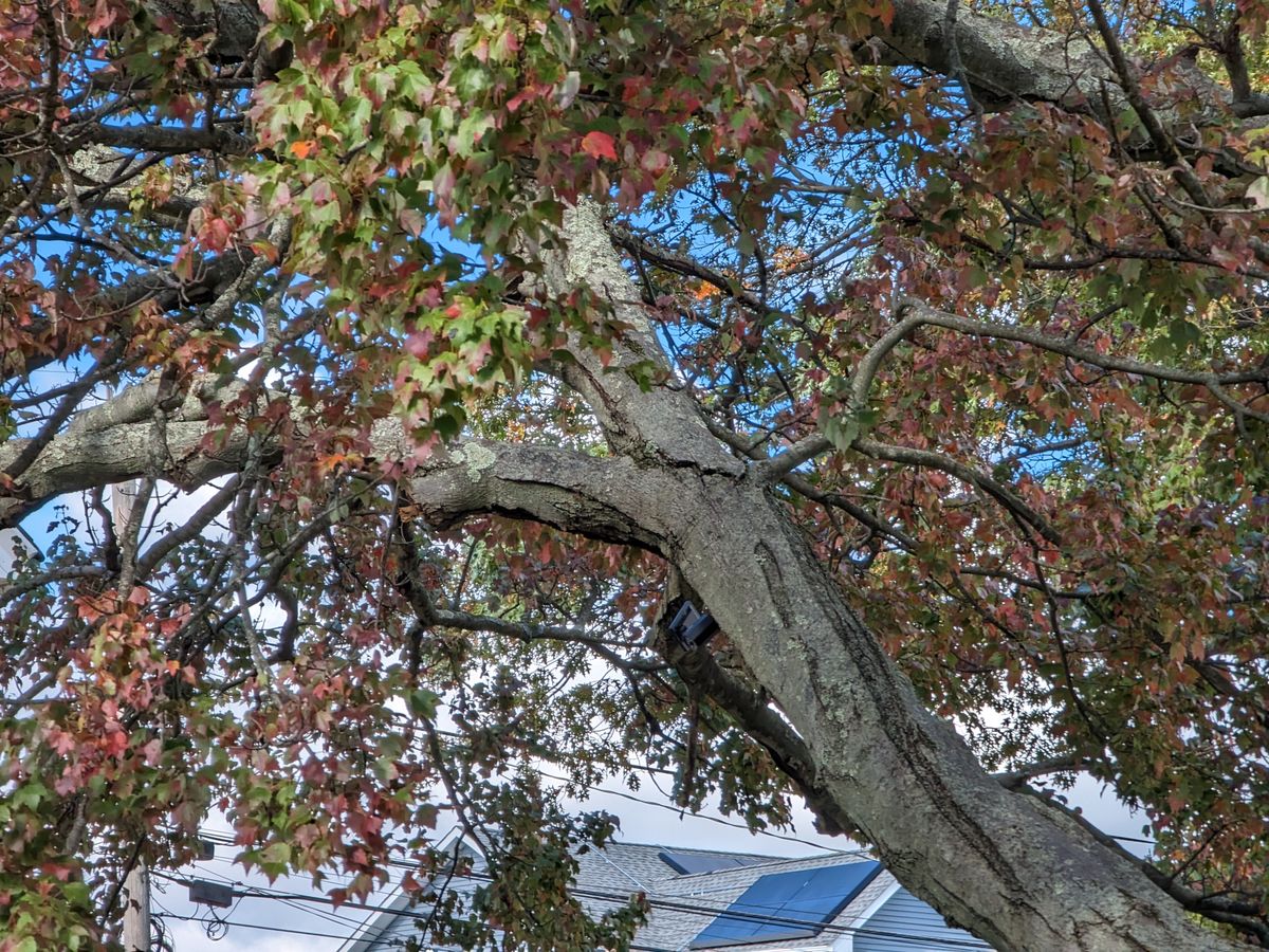 5x zoom camera samples taken with Google Pixel Fold.