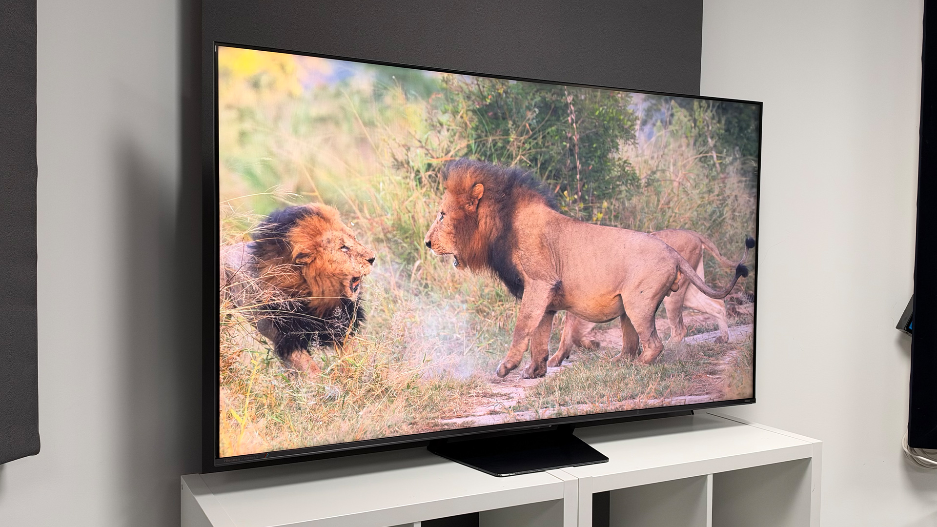 Hisense UR8 RGB Mini LED TV, on screen are lions