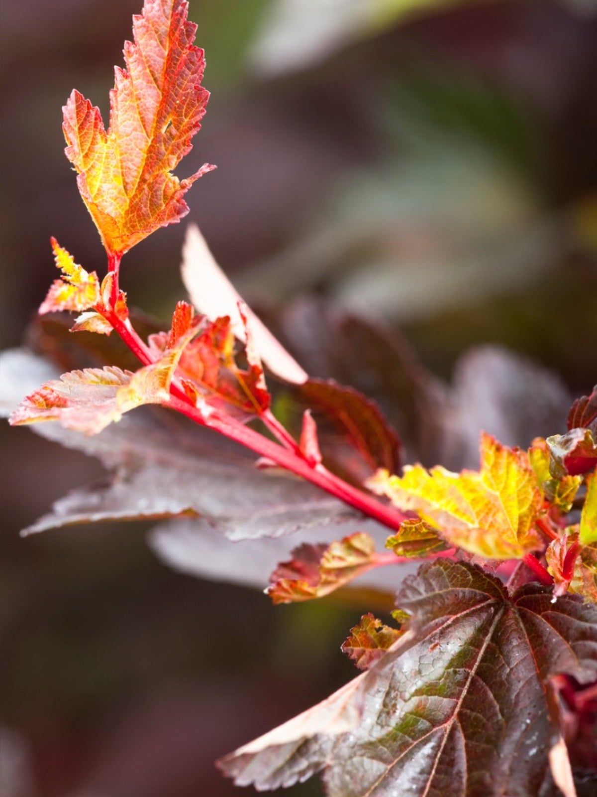 Coppertina Ninebark Shrubs