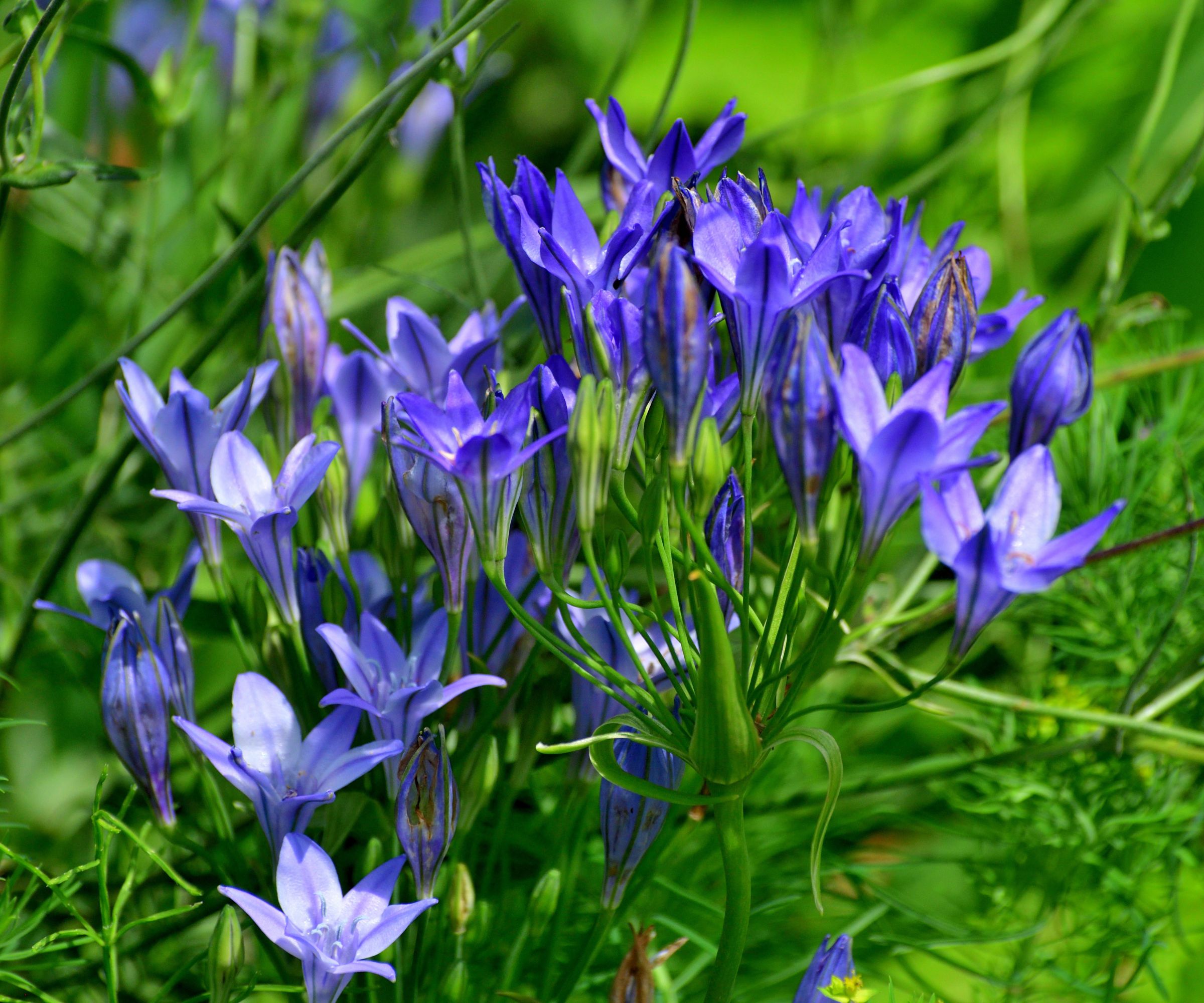 Triteleia Laxa / Ithuriel&#039;s spear: Cormous Perennial with Blue-mauve Star-shaped Flowers