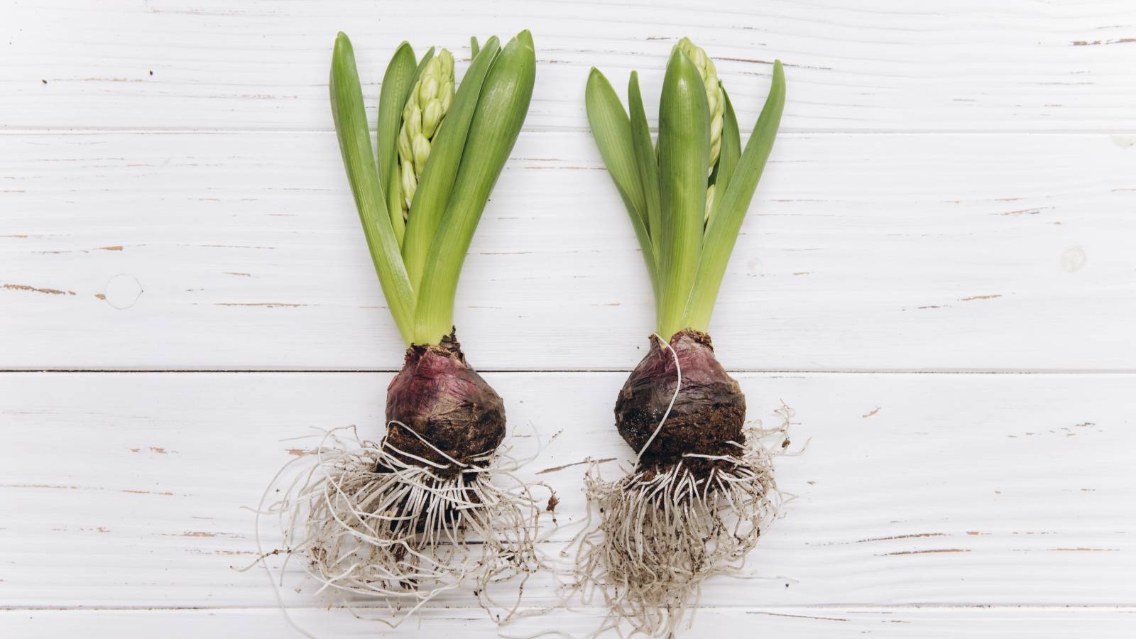 Two hyacinth bulbs with flowers just starting to emerge