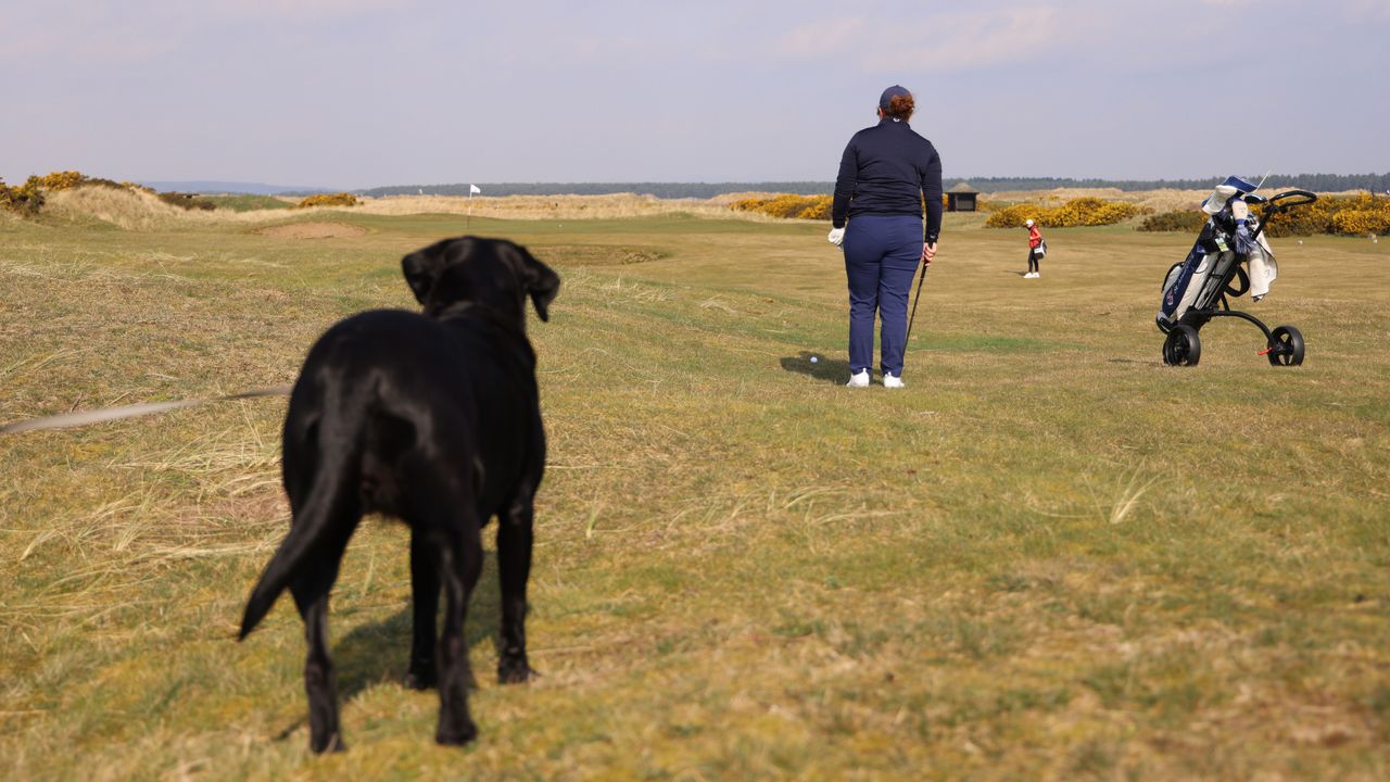 A dog on the golf course at St Andrews