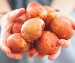 A handful of red potatoes