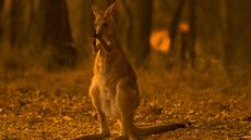 Australia wildfires, 2019.