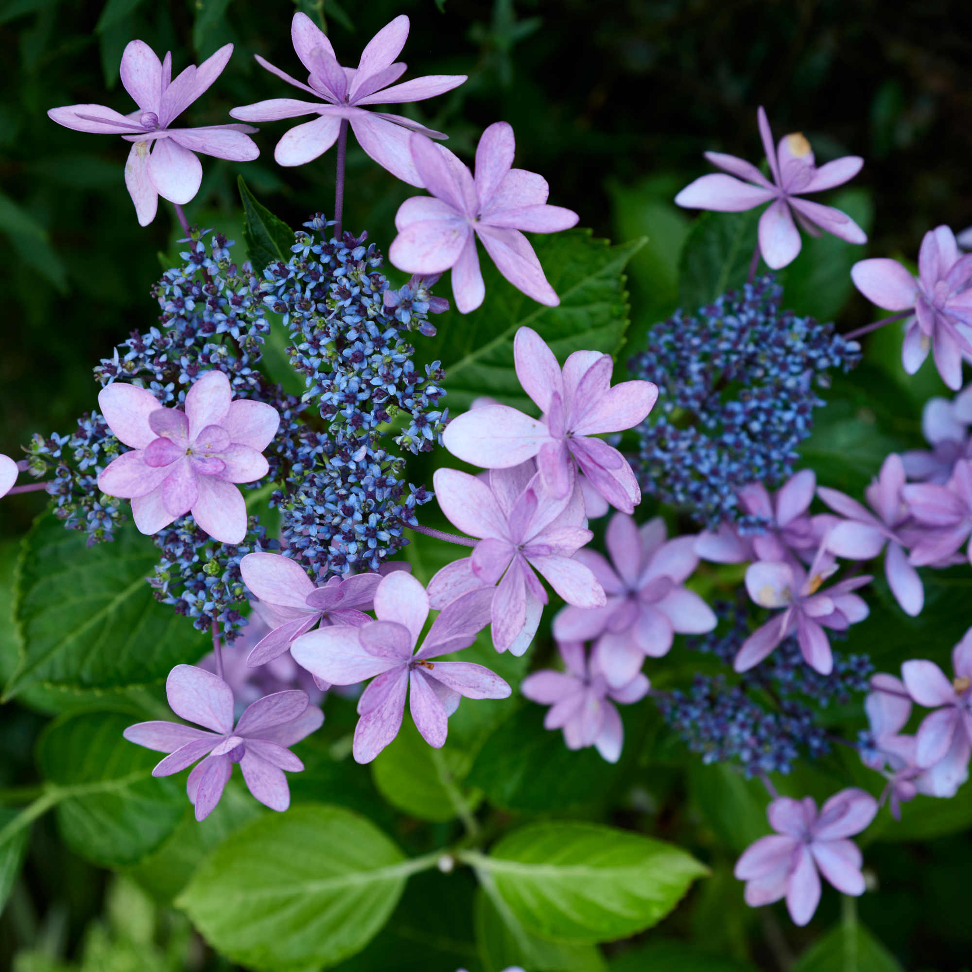 Close up of Serrata hydrangea by Yuko Yamada - GettyImages-2220824633