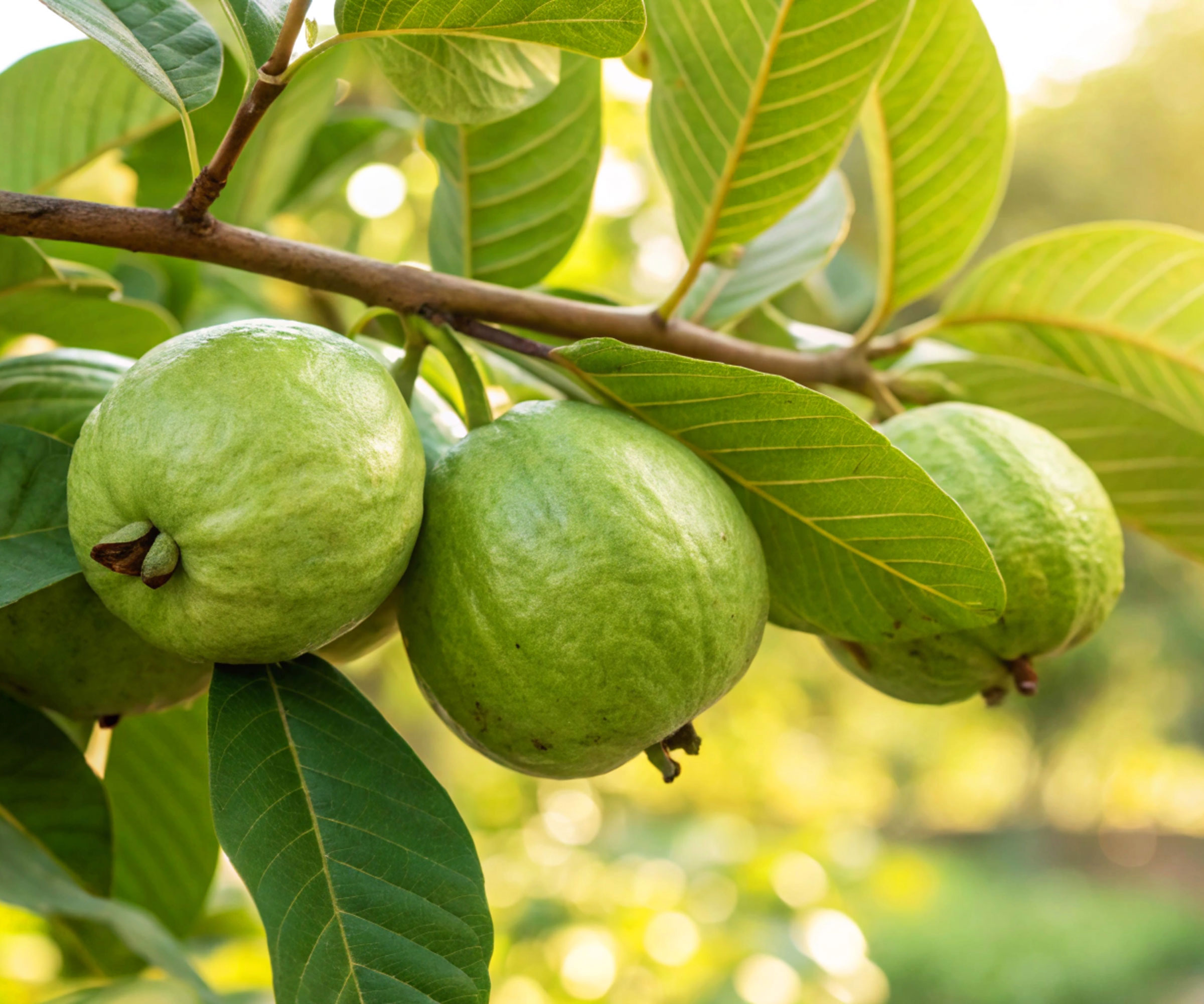 ripe fruits on guava tree