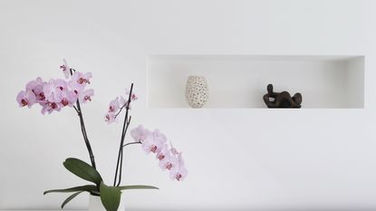 Purple orchid plant on table against a white wall