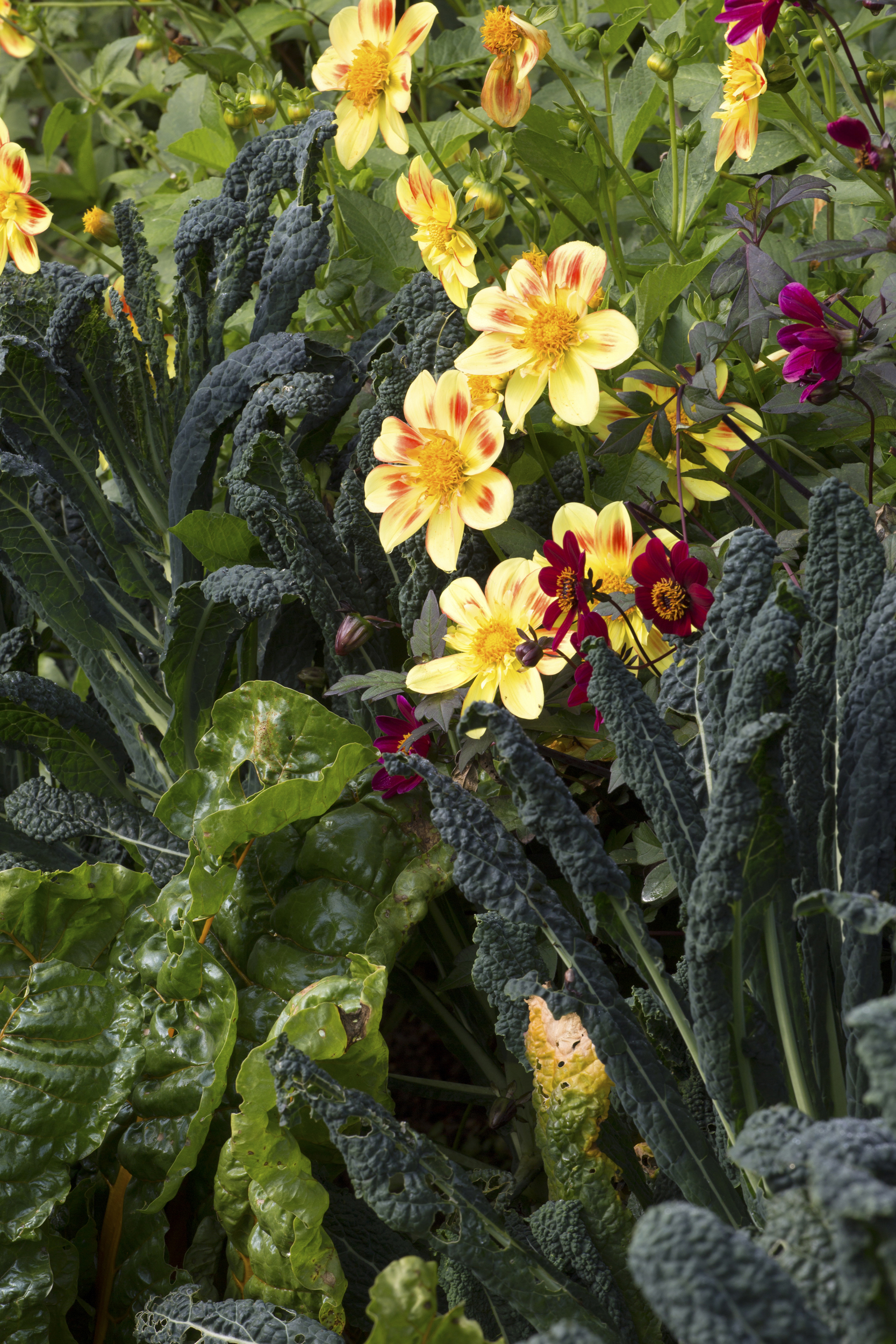 companion planting cavolo nero and flowers