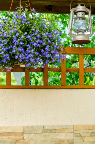 Blue lobelia flowers in a hanging basket next to a hanging lantern in front of a trellis