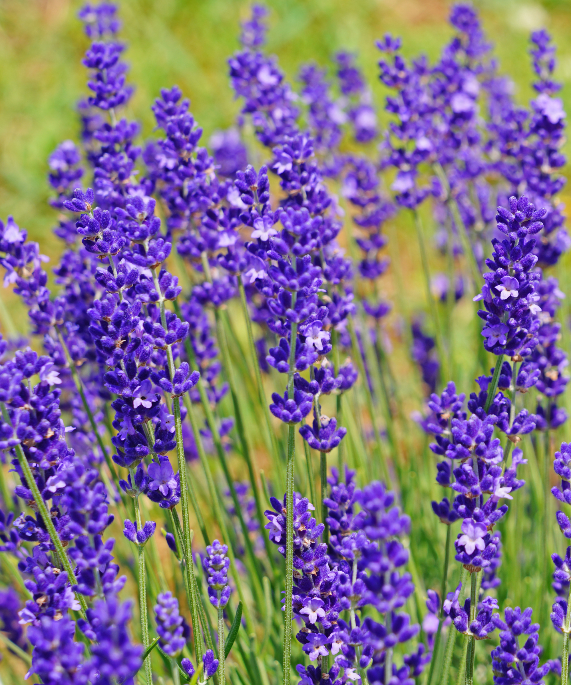 A field of fragrant lavender flowers at a lavender farm