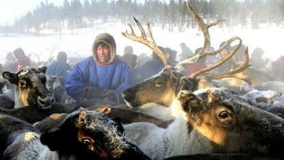 160930_siberian_reindeers.jpg