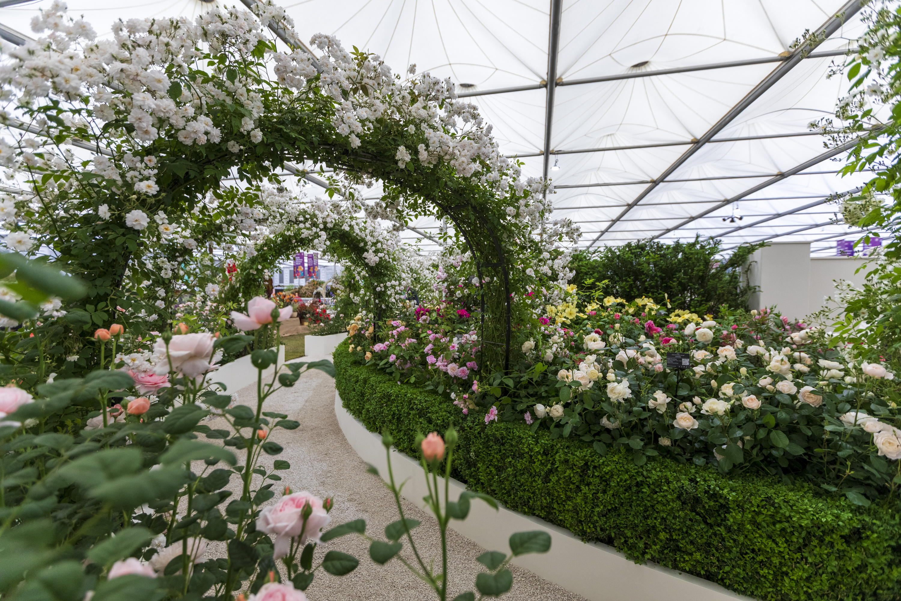 David Ausin Roses in the Grand Pavilion at Chelsea Flower Show 2025