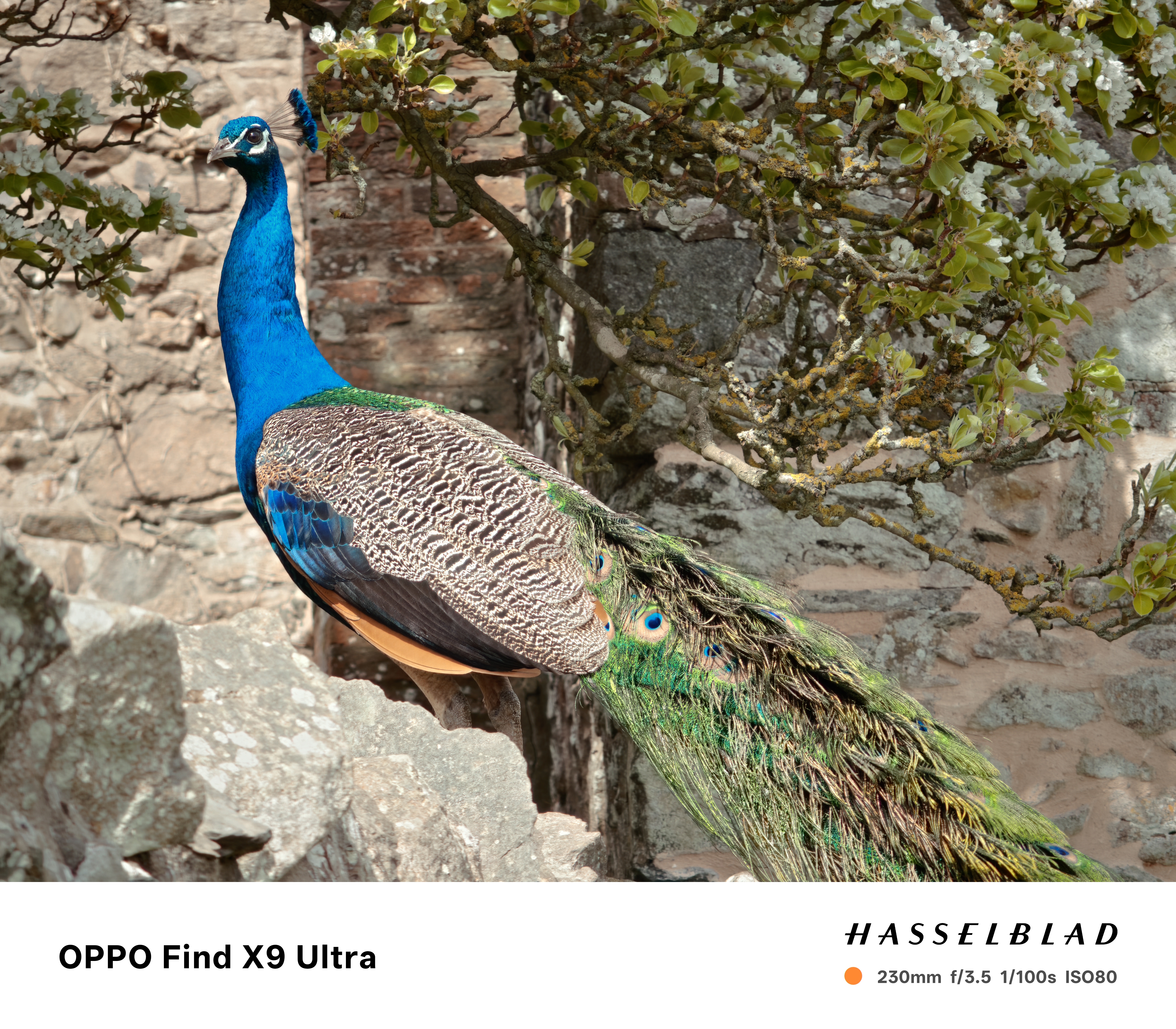 Oppo Find X9 Ultra Sample Photo