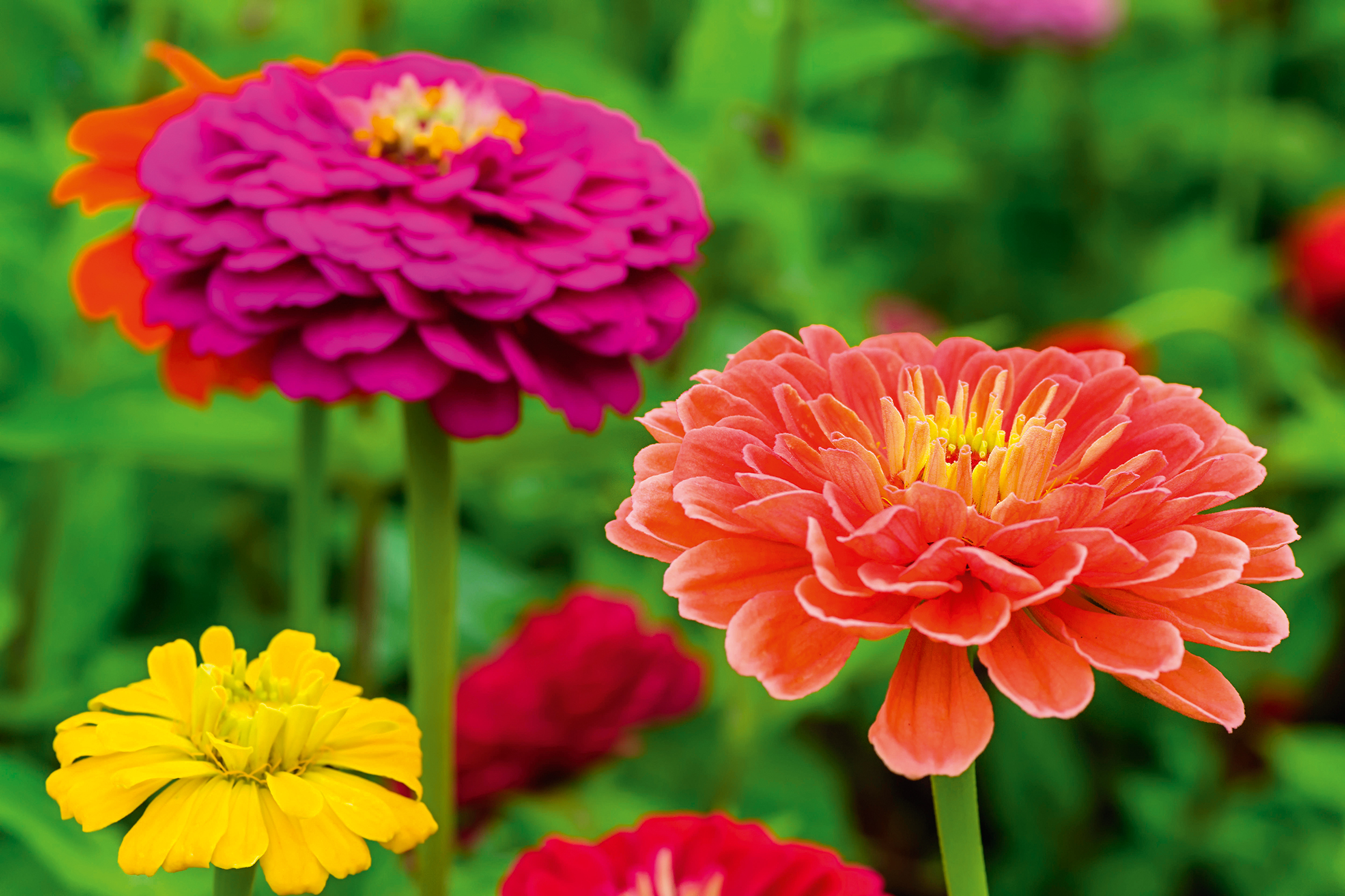 zinnias