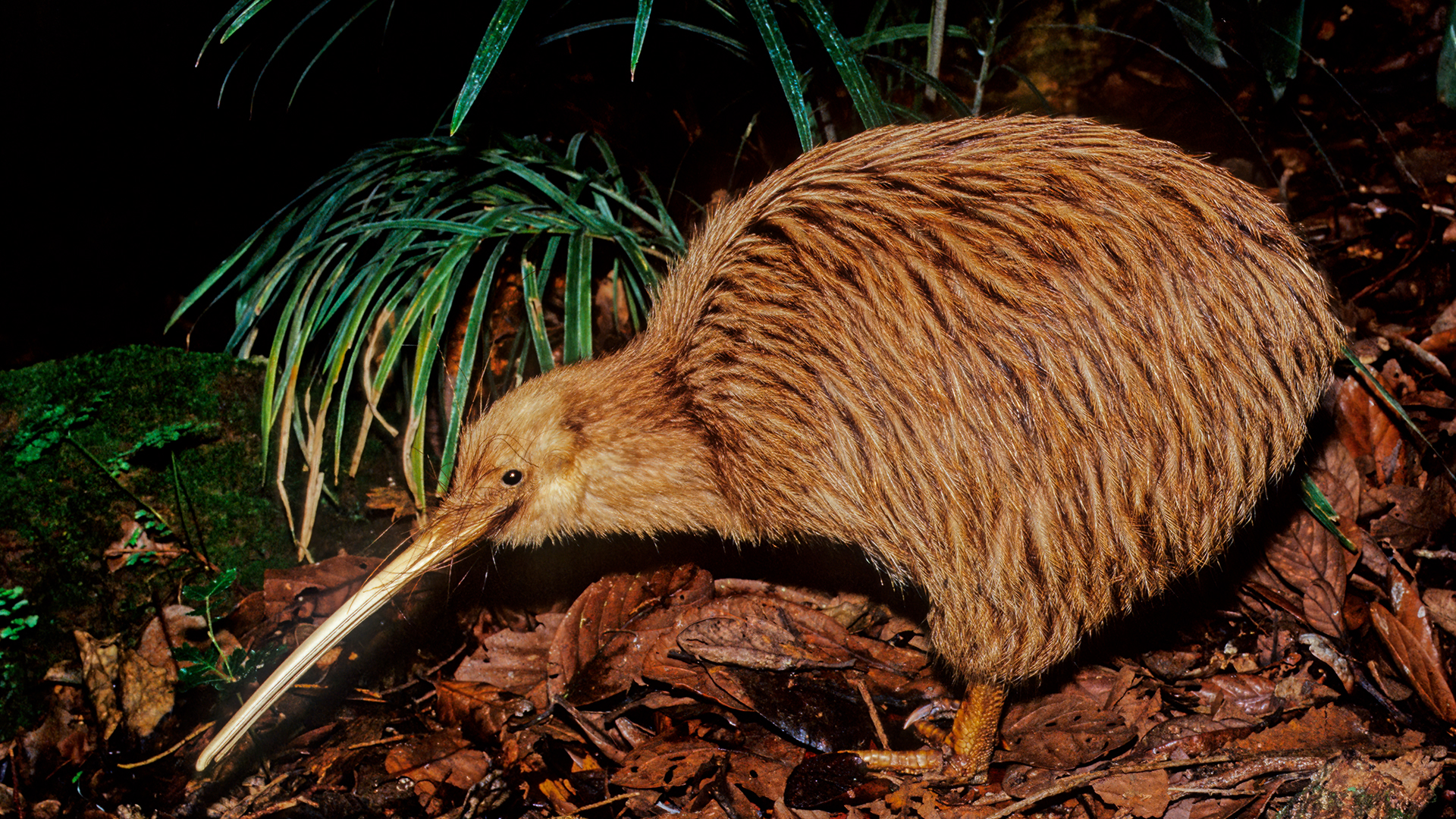 Un kiwi in Nuova Zelanda.