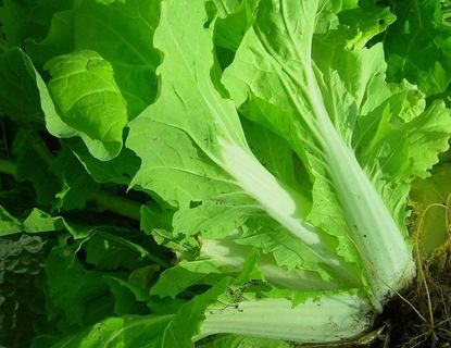 Green Chinese Cabbage