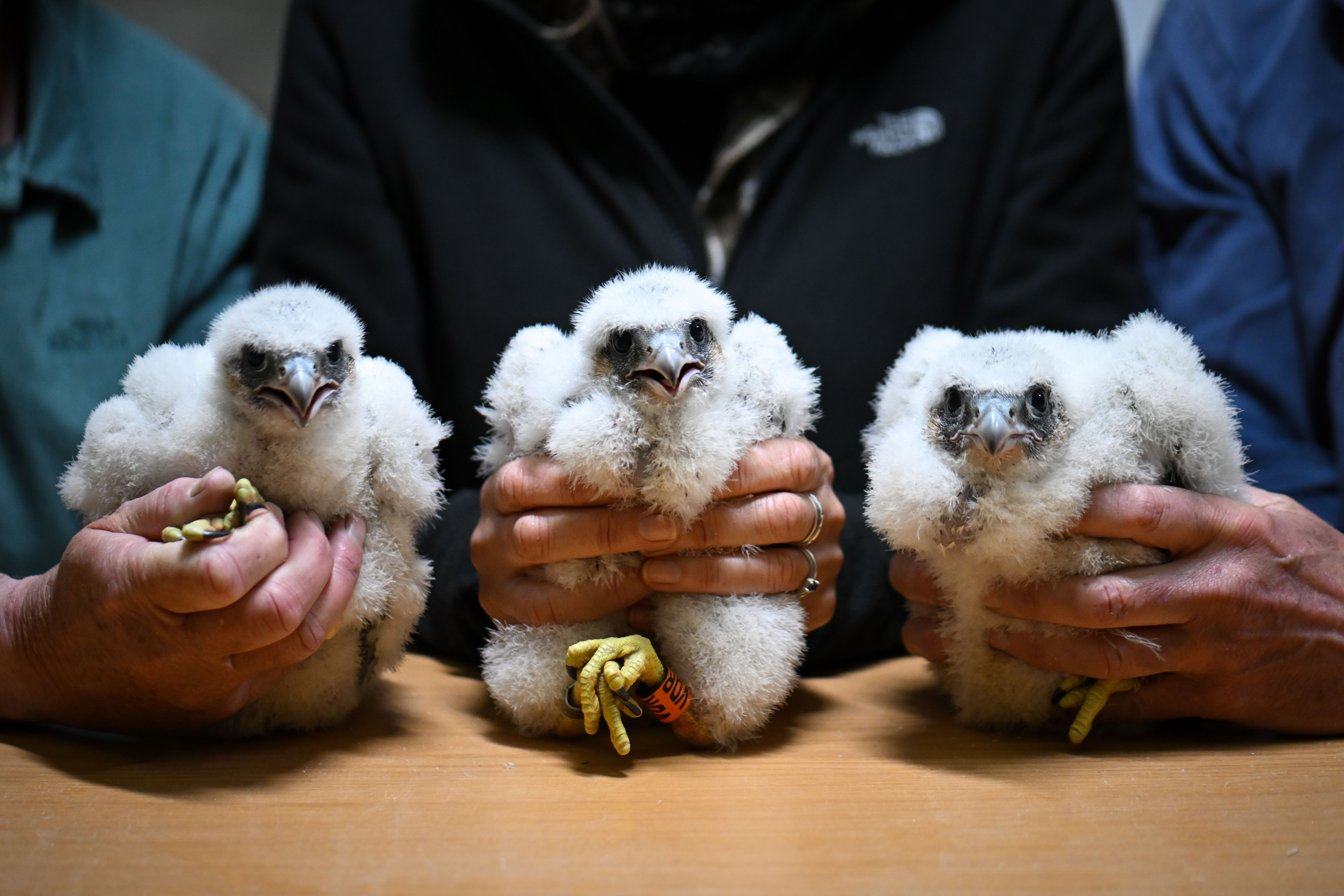 Rose, Rex and Lily — three peregrine falcon chicks being ringed and measured at Salisbury Cathedral in 2023