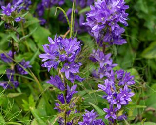 Campanula glomerata flowers in the garden