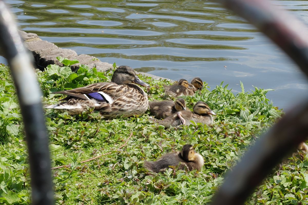 Family of ducks shot on Leica Q3