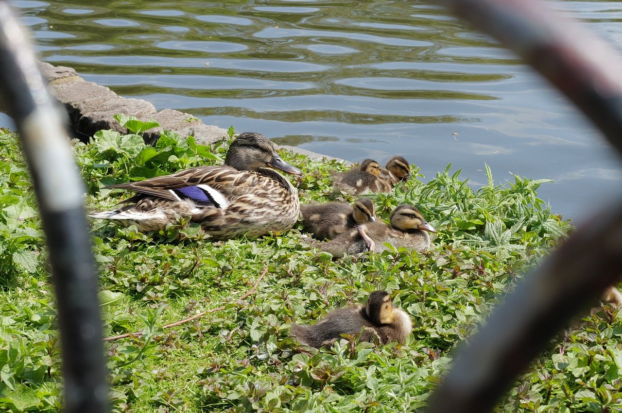 Family of ducks shot on Leica Q3