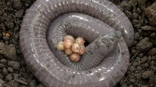 Female caecilian (Siphonops annulatus) with its egg brood.