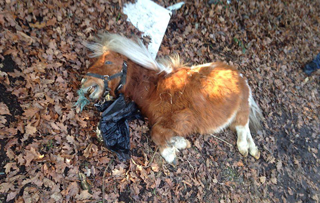 alfie dumped