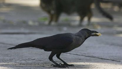Dutch start up wants to train crows to clean up the streets of Amsterdam