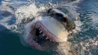 Great white shark for Discovery's Shark Week 2023