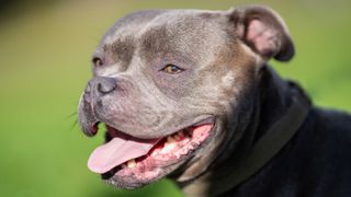 Close up of Staffordshire Bull Terrier face