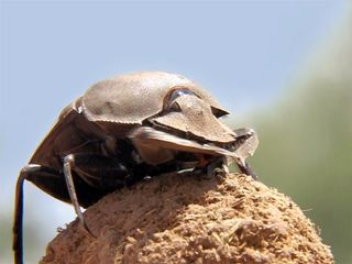 dung beetles, insects, excrement, dung beetle cooling