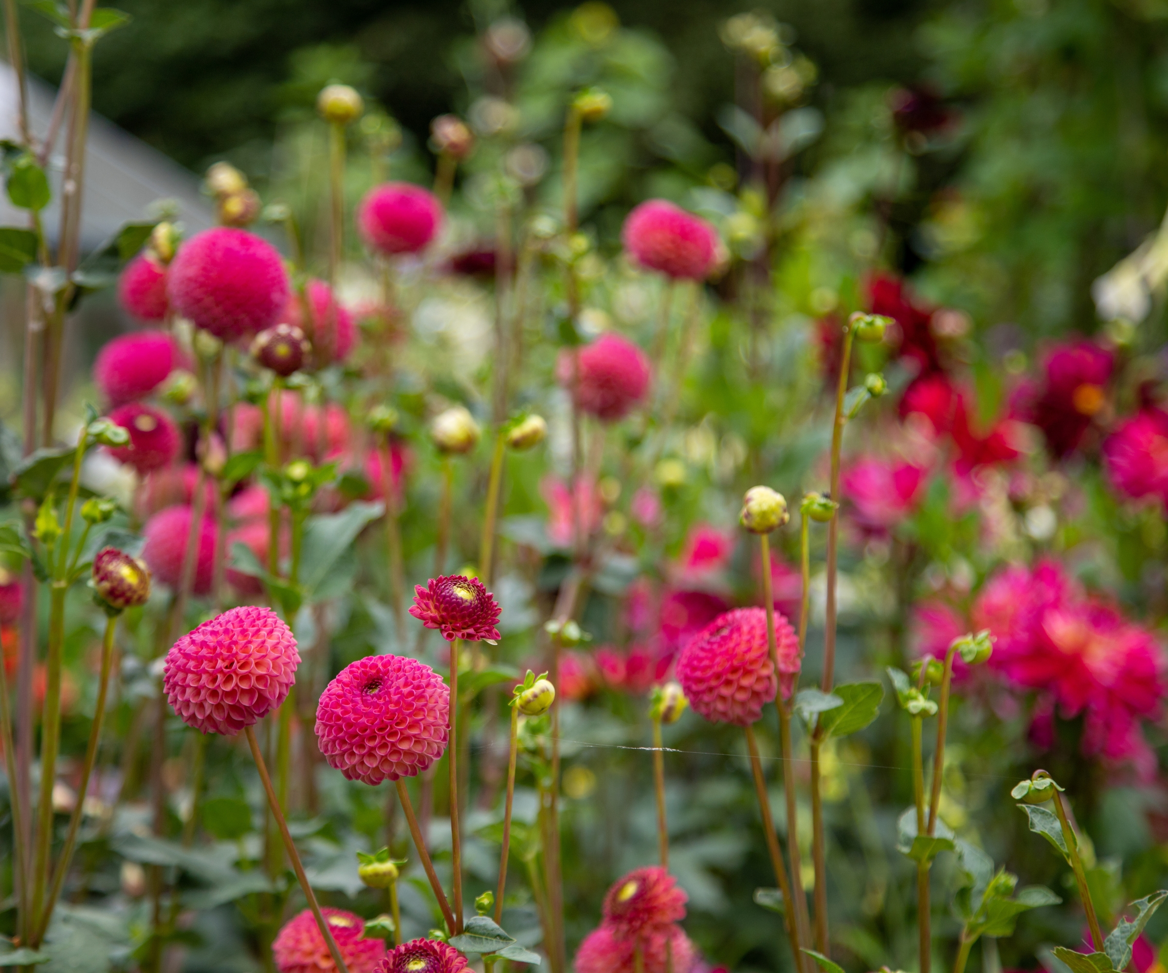 Pink dahlias growing in a garden