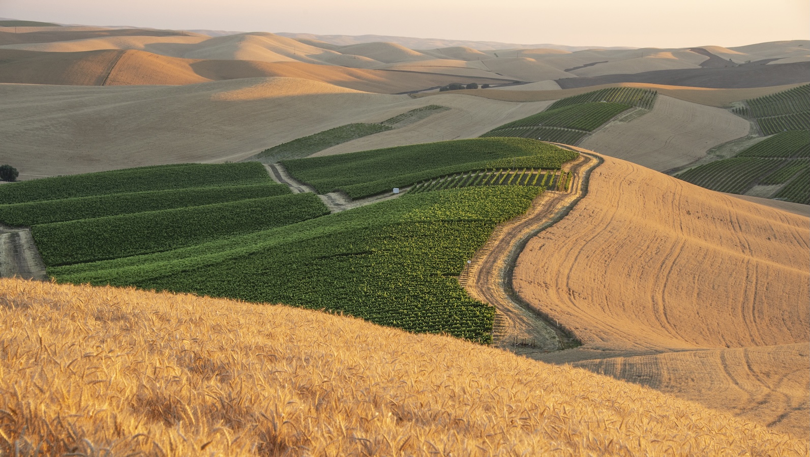 Wheat fields surround a vineyard planted along a ridgeline in Walla Walla Valley, a wine appellation that spans Washington and Oregon.