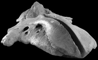This is the fossil skull of a Bohaskaia monodontoides.