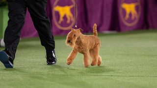 Lakeland terrier on dog show runway